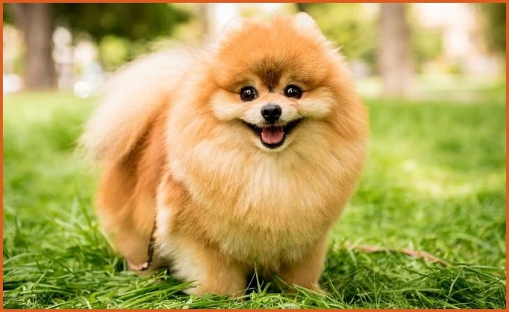 Pomeranian