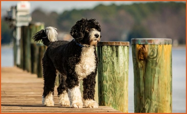 Portuguese Water Dog