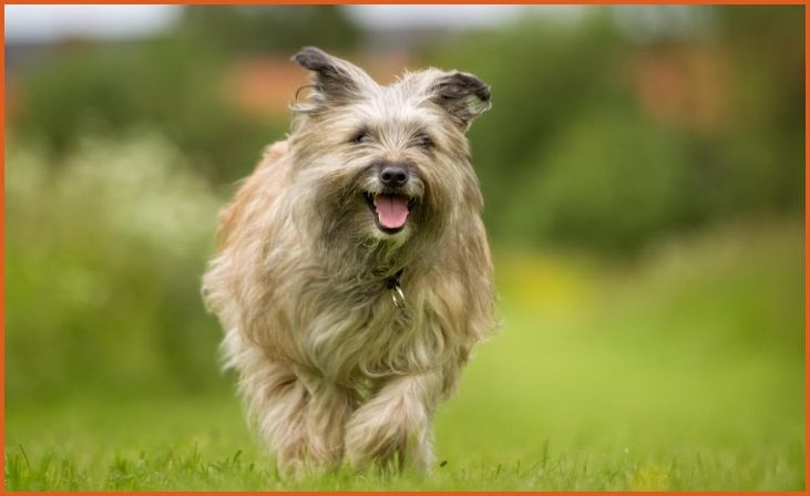 Pyrenean Shepherd