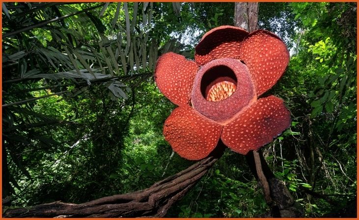 Rafflesia arnoldii