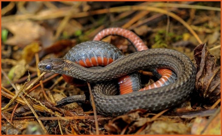 Red-Bellied Snake