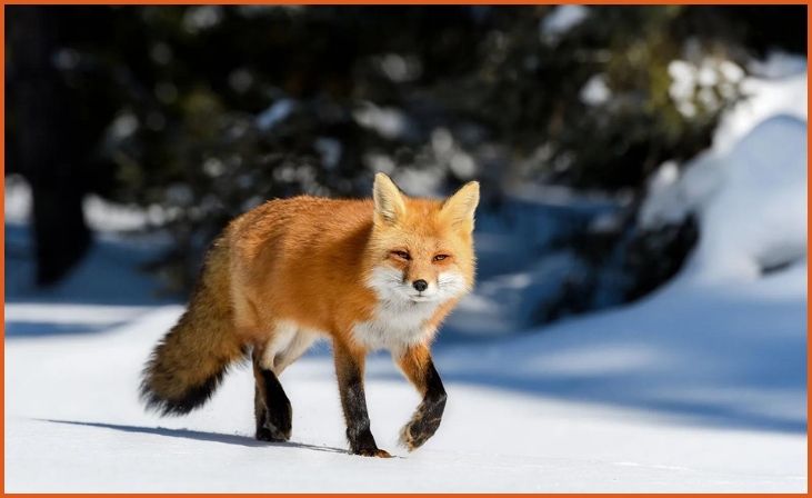 Red Foxes