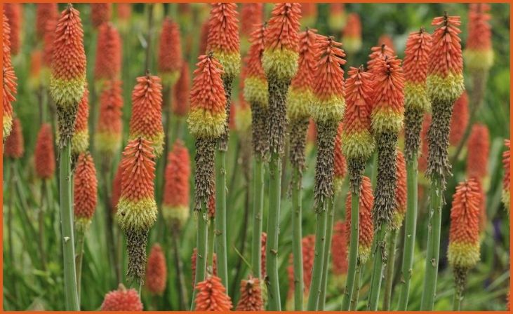 Red Hot Poker (Kniphofia uvaria)