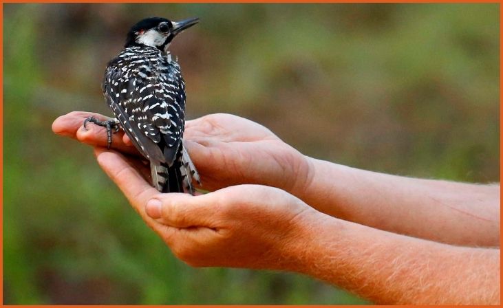 . Red-cockaded Woodpecker