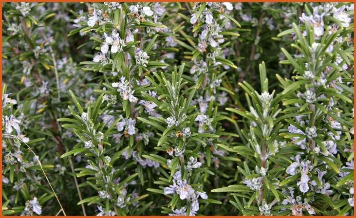 Rosemary (Rosmarinus officinalis)