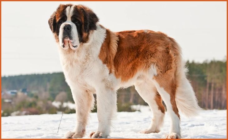 Saint Bernard