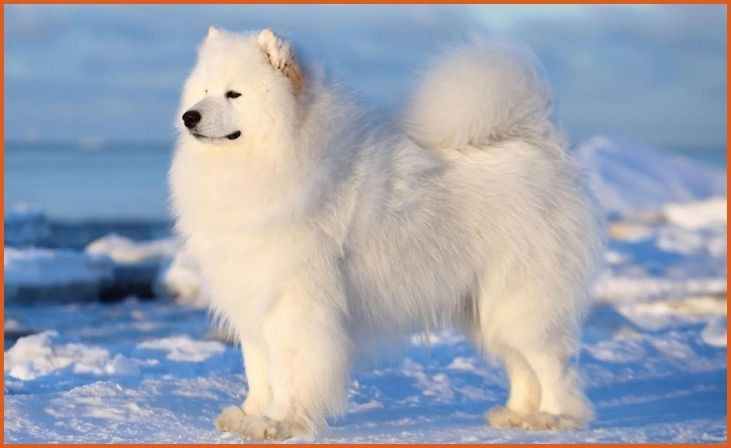 Samoyed