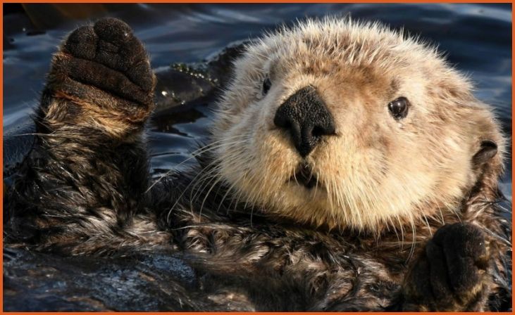 Sea Otters