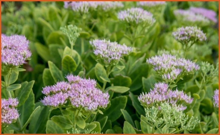 Sedum (Sedum spp.)