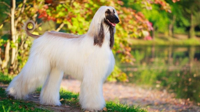 The 8 World’s Most Expensive Dog Breeds The 8 World’s Most Expensive Dog Breeds