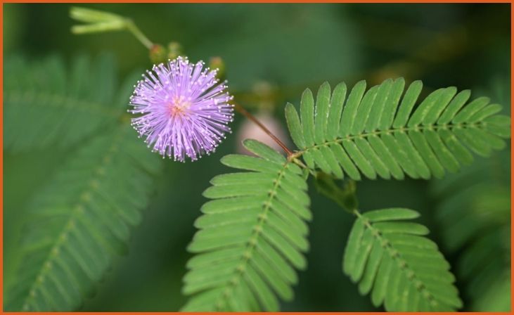 Sensitive Plant (Mimosa pudica)