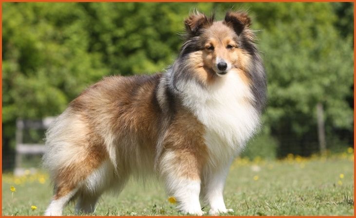 Shetland Sheepdog