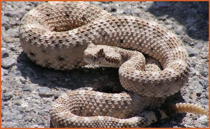 Sidewinder Rattlesnake