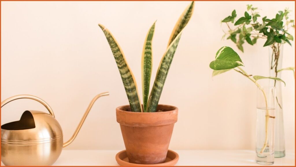 Snake Plant (Dracaena trifasciata)