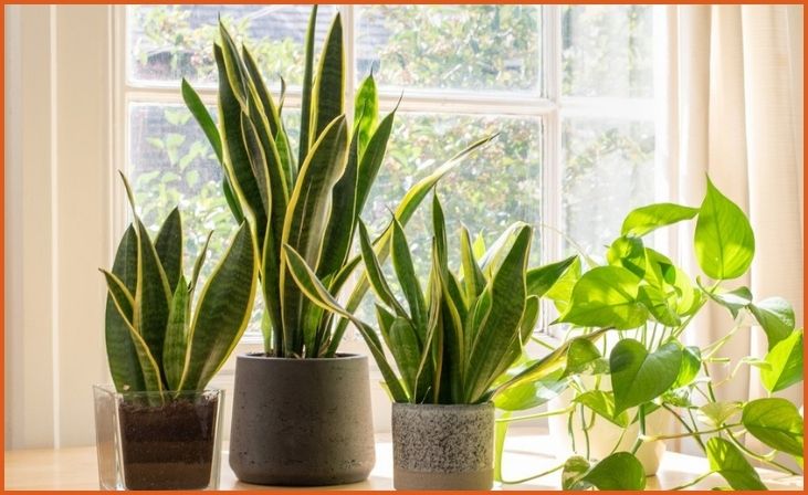 Snake Plant (Sansevieria)