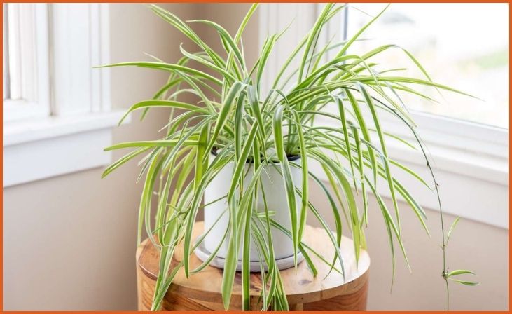 Spider Plant (Chlorophytum comosum)