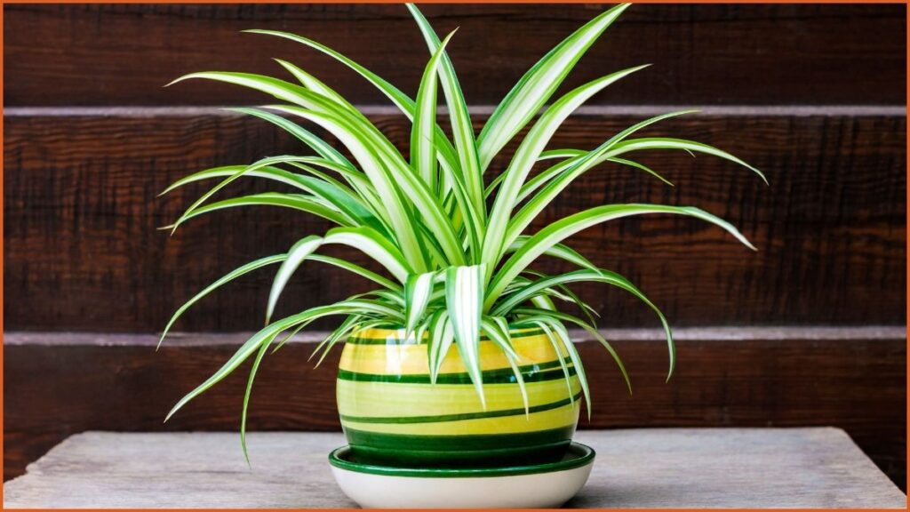 Spider Plant (Chlorophytum comosum)