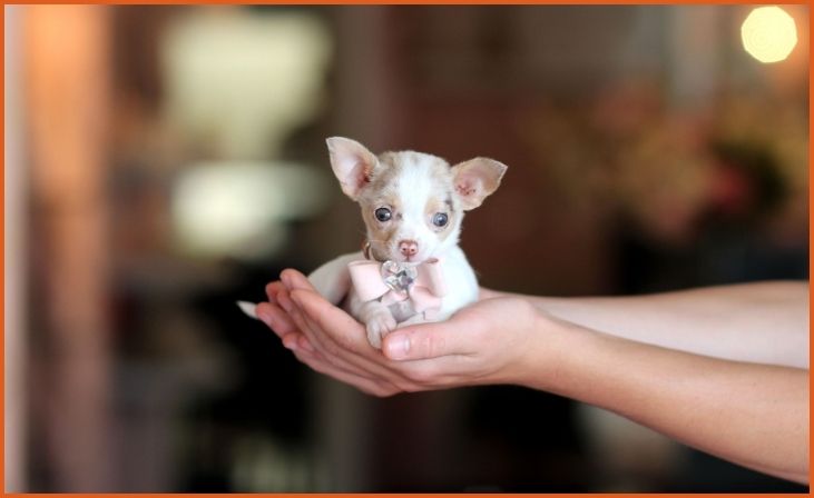 Teacup Chihuahua