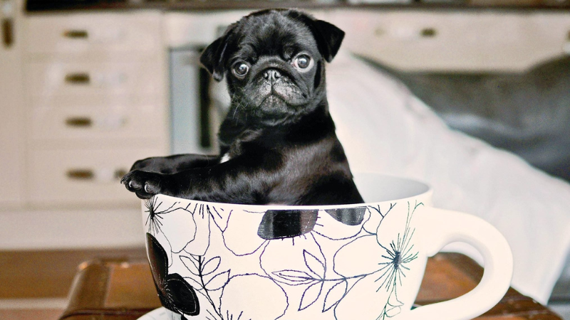 Teacup Dogs 8 Charming Miniature Breeds You Need To Know