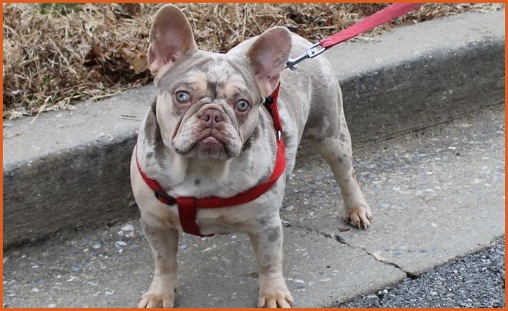 Teacup French Bulldog