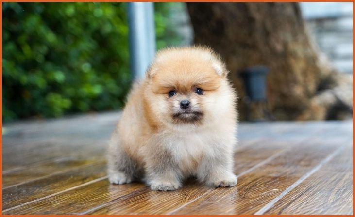 Teacup Pomeranian