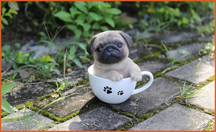 Teacup Pug