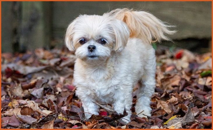 Teacup Shih Tzu