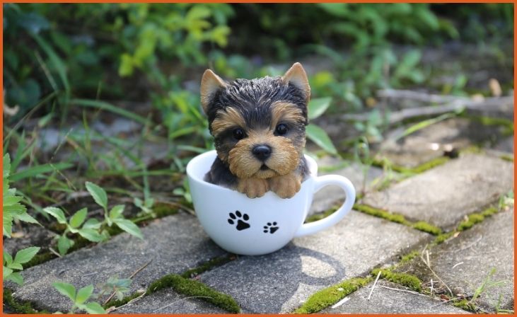 Teacup Yorkshire Terrier