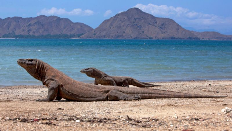 The 6 Largest Komodo Dragons Ever