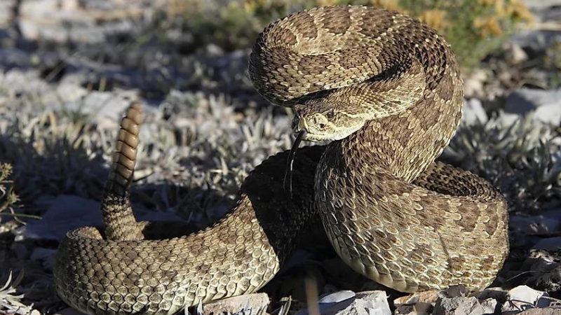 The 9 Most Snake-Infested Areas in the United States