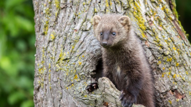 The 9 Obscure Animals That Wander The United States