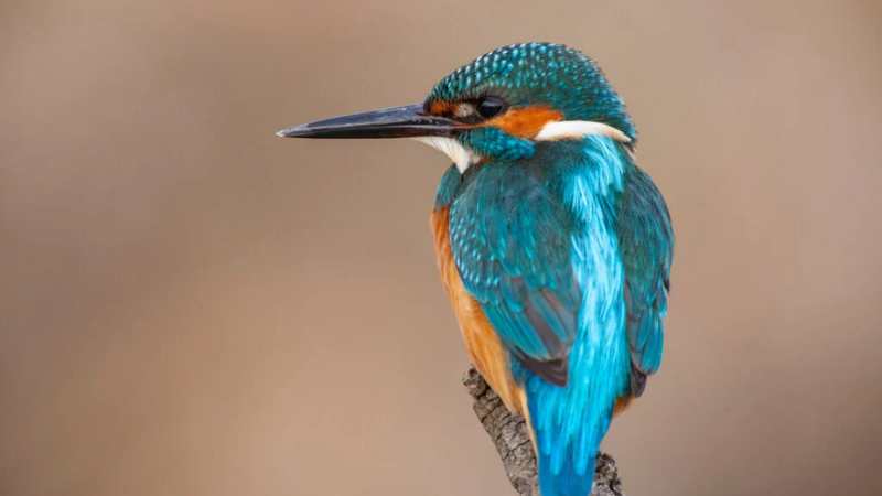 The 9 Rare and Stunningly Beautiful Blue Animals