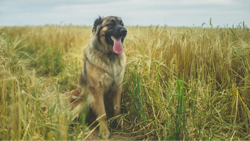 The Most Popular Giant Dog Breeds in America