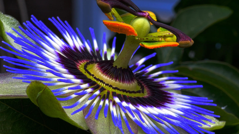 The Top 7 Unique and Most Exotic Plants in the World