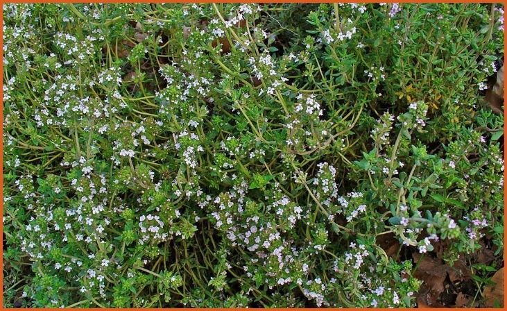 Thyme (Thymus vulgaris)