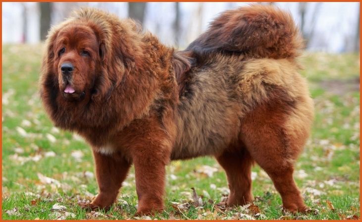 Tibetan Mastiff