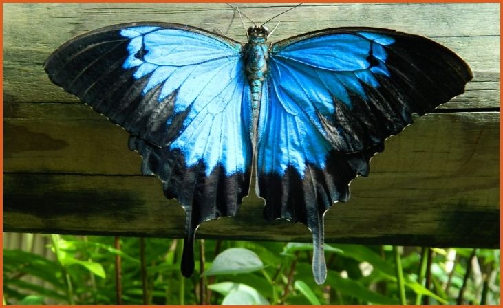 Ulysses Butterfly