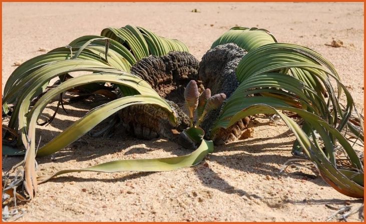 Welwitschia (Welwitschia mirabilis)