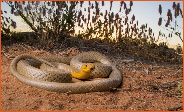 Western Brown Snake