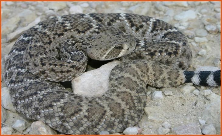 Western Diamondback Rattlesnake