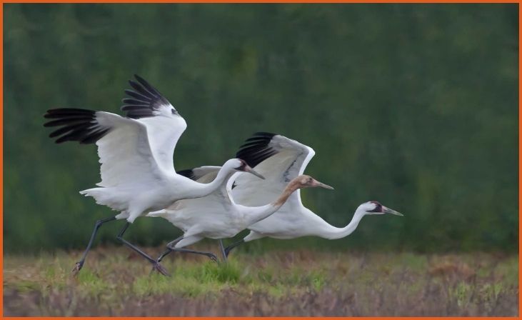 Whooping Crane