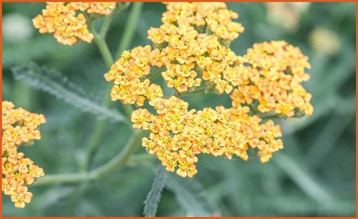 Yarrow (Achillea millefolium)