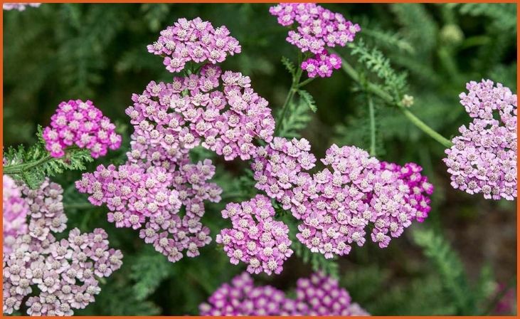 Yarrow (Achillea)