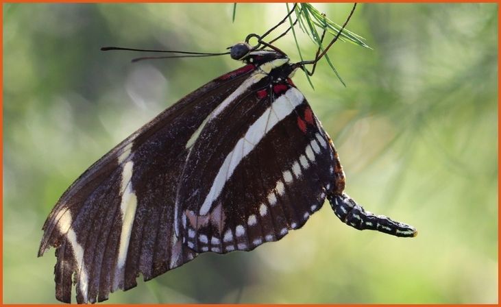 Zebra Longwing Butterfly